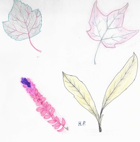 Handdrawn botanical leaf and flower sketches