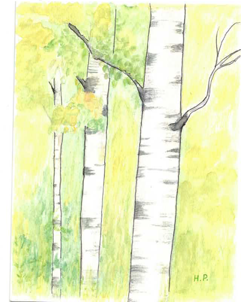 Watercolor birch trees in a luminous yellow-green forest