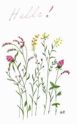 Hand painted wildflower botanical illustration